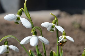 primul polen 2012.jpg