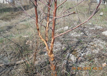 rsz_2dscn2656.jpg