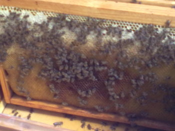 26082011243.jpg