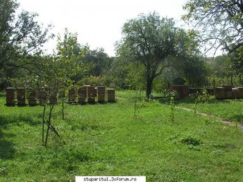 bulbucata toamna 2009 4.jpg