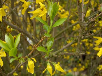 Forsythia.jpg