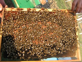 stup martie 044 (Copy).jpg