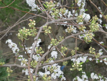 alt aprilie 072.jpg