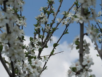 alt aprilie 065.jpg