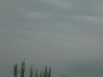 P1030222 (Medium).JPG