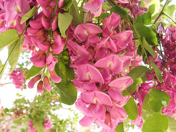 robinia hispida.jpg