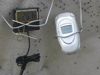 flori de primavara2011 119.jpg