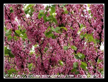cercis siliquastrum.JPG