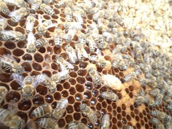 DSC01487 (Small).JPG
