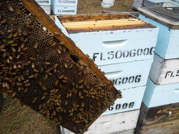 IMG_20120316_134317 (Medium).jpg