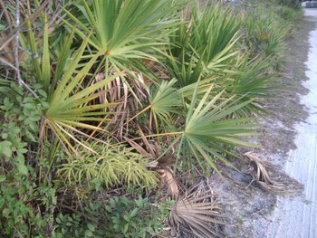 IMG_20120404_193219 (Medium).jpg