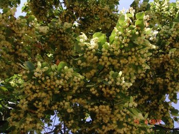 DSC06325 - Copy.JPG