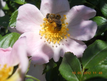 rsz_dscn2844.jpg