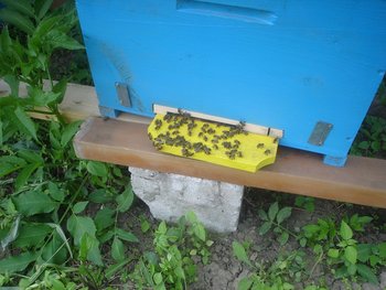 stupul 3.JPG