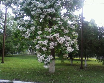 Catalpa.jpg