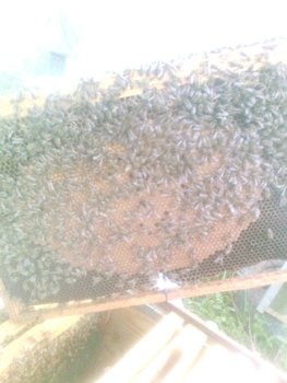 matca 2012.jpg