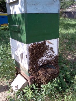 IMG153.jpg