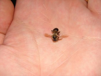Aripi acoperis.jpg