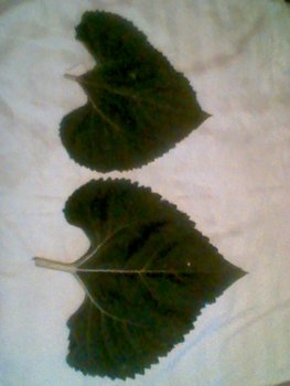 Img08_27-06-2012.JPG