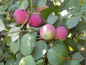 rsz_dscn3099.jpg