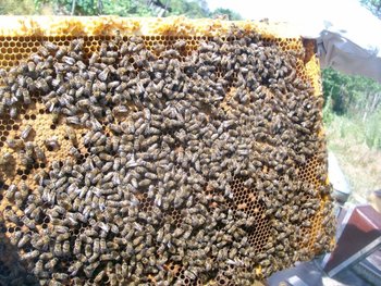 fagure natural1.jpg