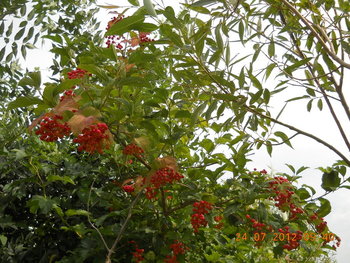 rsz_dscn3253.jpg