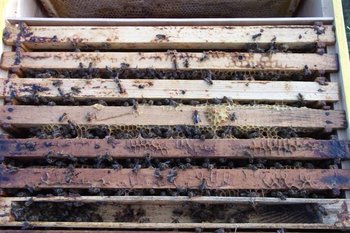 DSCF1030 (Small).JPG