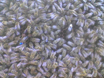 Imag087.jpg