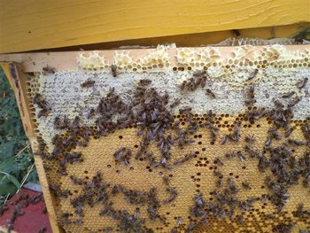 DSC01947 (Small).JPG