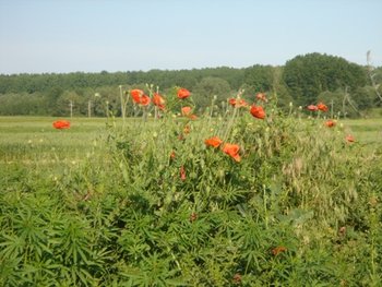 DSC00050.JPG