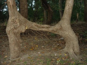 DSC08797.JPG