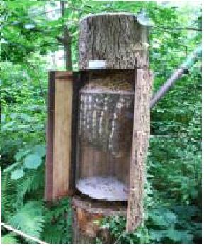 bee-tree-tall.JPG
