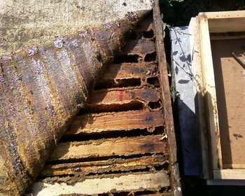 Propolis pe panza si pe rame.jpg