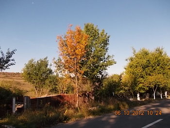 COMEAT sept.2012 015.JPG