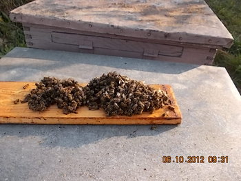 COMEAT sept.2012 005.JPG
