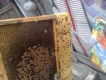20052011624 (Medium).jpg