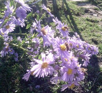flora.jpg