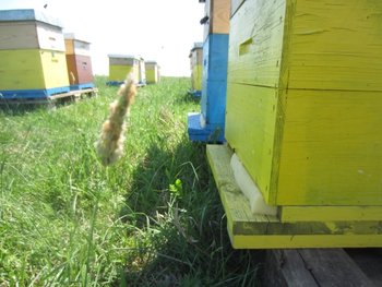 Rapita 1.jpg