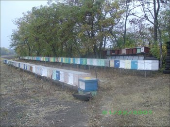 stupina mea 2012.JPG
