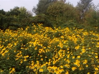 SP_A0156.jpg