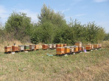 Gradina 11.jpg