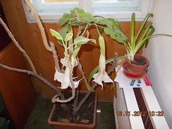 flori 004.JPG