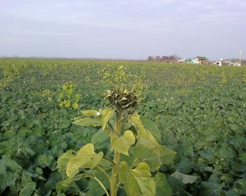 Rapita salbatica(samulastra) a inflorit,ea urmeaza.jpg