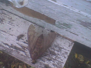Sep-oct 2012005.jpg