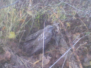 Sep-oct 2012002.jpg