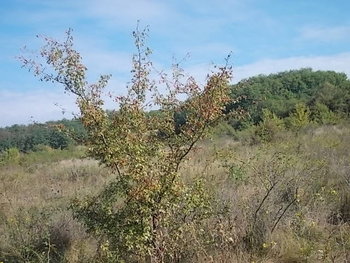 albine sept. 2012 028.JPG