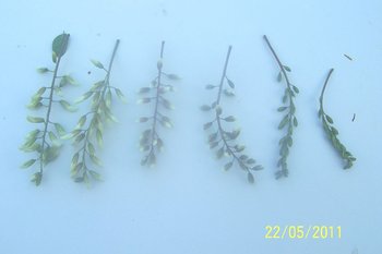salcam 2 2011.jpg