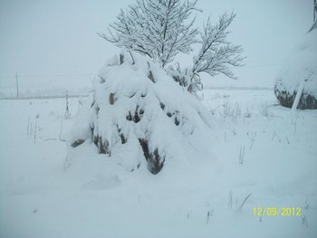 Picture 005.jpg