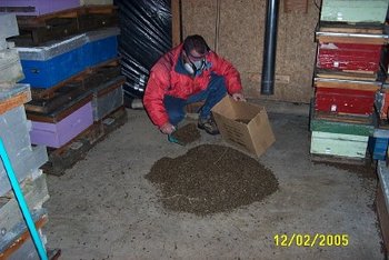 ramassageabeillecreves1.jpg