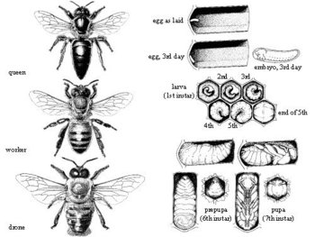 fig1_2.jpg